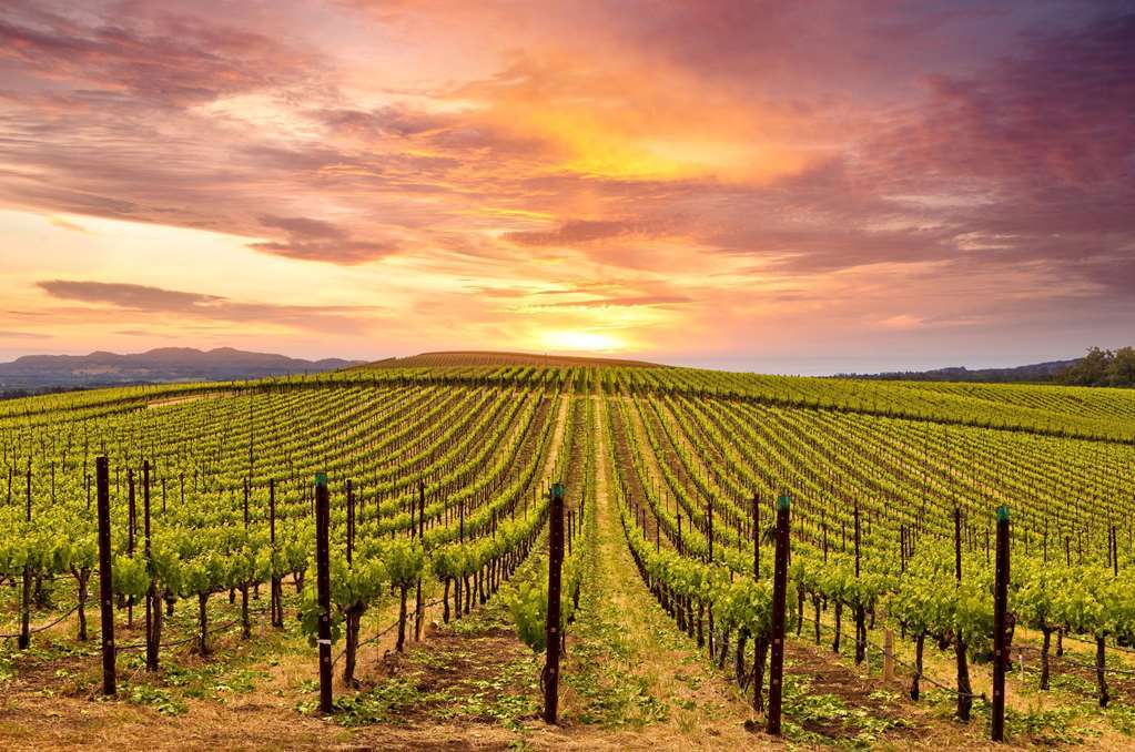 The Knoll Hotel Napa Valley, Tapestry Collection By Hilton Vybavení fotografie